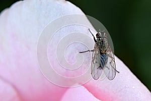 Fly on Tiffany Pink Rose 02