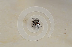 Fly On Tiled Surface Eating Sugar