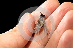 Fly to catch fish in a hand on a black background