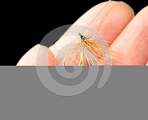 Fly to catch fish in a hand on a black background