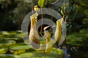 Fly trap plant