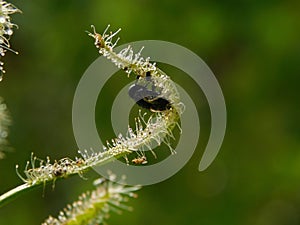 A fly trapped by a carnivorous plant Sundew