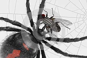 Fly Trapped on Cobweb