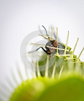 A fly trapped inside a venus fly trap plant