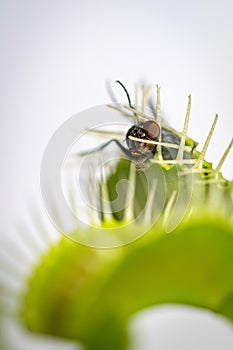 Fly trapped inside a venus fly trap plant