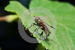 Fly (Trichopoda pennipes)