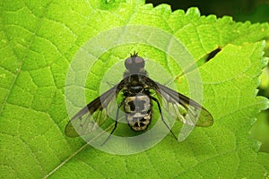 Fly , Unidentified , Aarey Milk Colony , INDIA