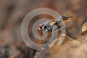 Fly , Unidentified , Aarey Milk Colony , INDIA