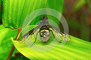 Fly , Unidentified , Aarey Milk Colony , INDIA