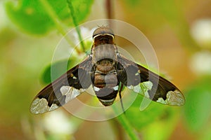 Fly , Unidentified , Aarey Milk Colony , INDIA. Flies belong to their order Diptera of insects