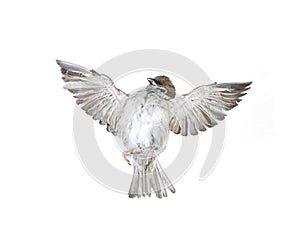 Fly up sparrow isolated