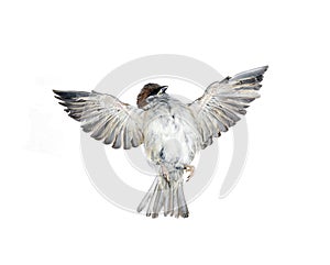 Fly up sparrow isolated