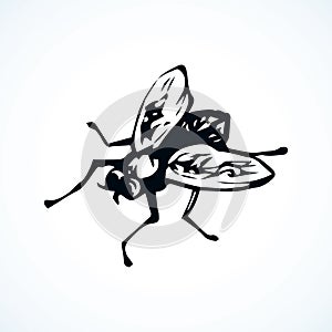 Fly. Vector drawing