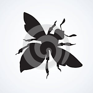 Fly. Vector drawing