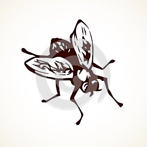 Fly. Vector drawing photo