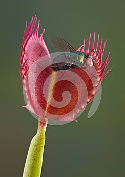 Fly in a venus fly trap photo