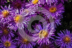 Fly on violet flowers