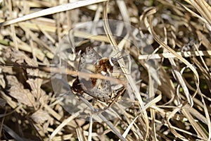 Fly was buzzing, mating