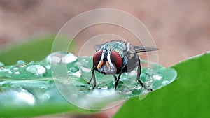 A fly on a watery green leaf
