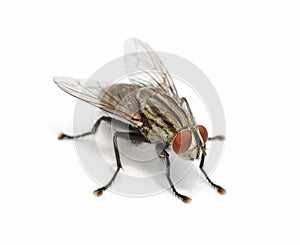 Fly on a white background