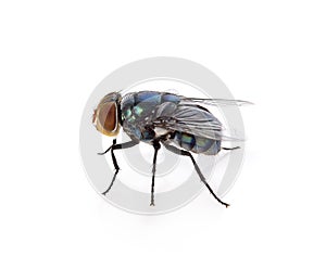 Fly on a white background