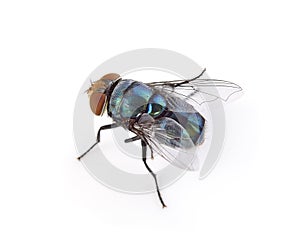 Fly on a white background