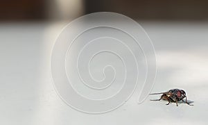 Fly on white background