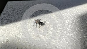 Fly on a white background Styrofoam . The insect, facing the camera, rearranges its paws, cleans its forelimbs, freezes and looks