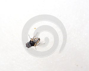 Fly on white sweet cotton wool.