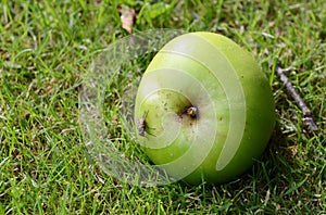 Fly on a windfall apple