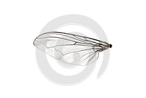 Fly wing