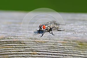 Fly on Wood