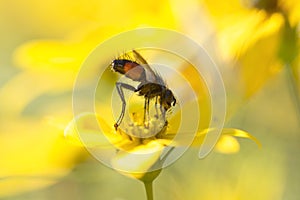 Fly on yellow blossom