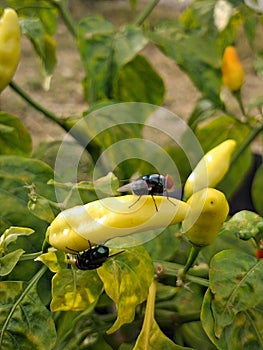 The Fly and the Yellow Chili: An Unexpected Encounter