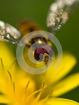 Fly on yellow flower