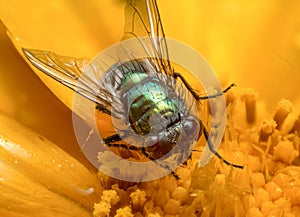 Fly on a yellow flower extreme macro