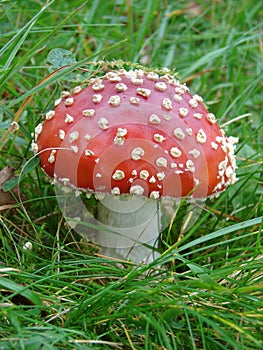 Flyagaric