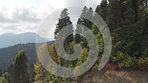 Flycam films green and yellow trees growing on mountain