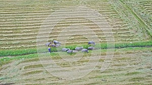 Flycam Shows Herdsman Following Buffaloes on Green Grass