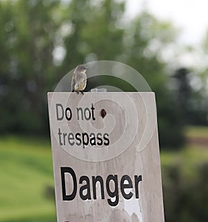 Flycatcher bird perched atop Danger sign