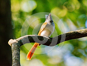 A flycatcher bird perching on the open branch in the forest. Its an female individual. Complete name is Asian Paradise Flycatcher.