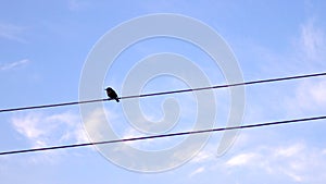 Flycatcher birds on post with electrical wires