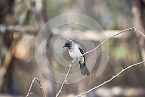 A flycatcher on a branch