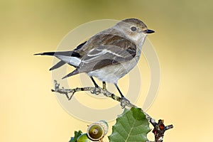 Flycatcher(Ficedula hypoleuca )