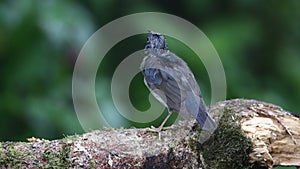 Flycatcher male blue and white color perched on a tree