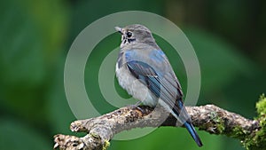 Flycatcher male blue and white color perched on a tree