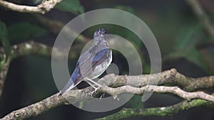 Flycatcher male blue and white color perched on a tree