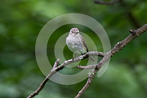 Flycatcher Muscicapa striata