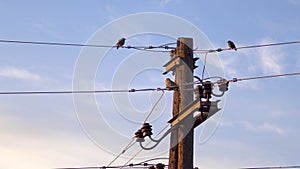 birds on post with electrical wires against blue sky at sunrise