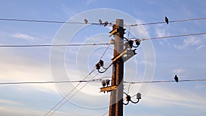 Flycatcher Muscicapa striata birds on post with electrical wires